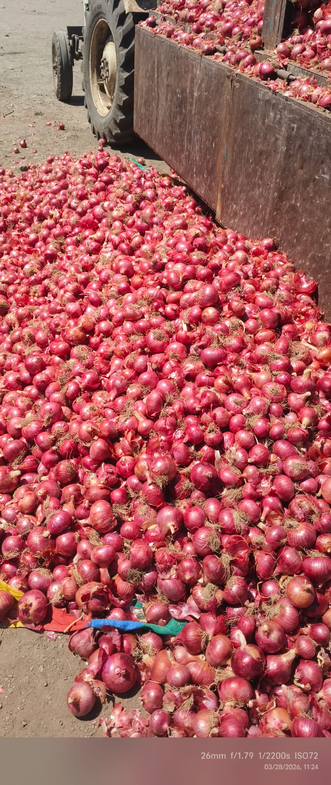 Onion export